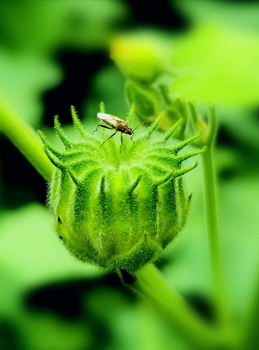 苘qing麻的蒴果籽好吃
