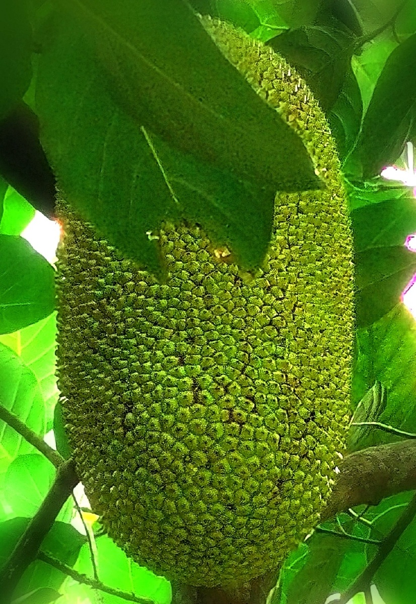 《水果皇后——菠萝蜜》菠萝蜜是热带水果,也是世界上最重的水果,一般