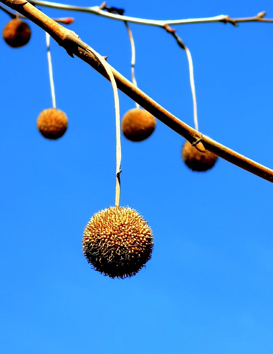 法桐:悬铃木俗称"法桐",属落叶乔木,在植物分类学上属悬铃木科,科下仅