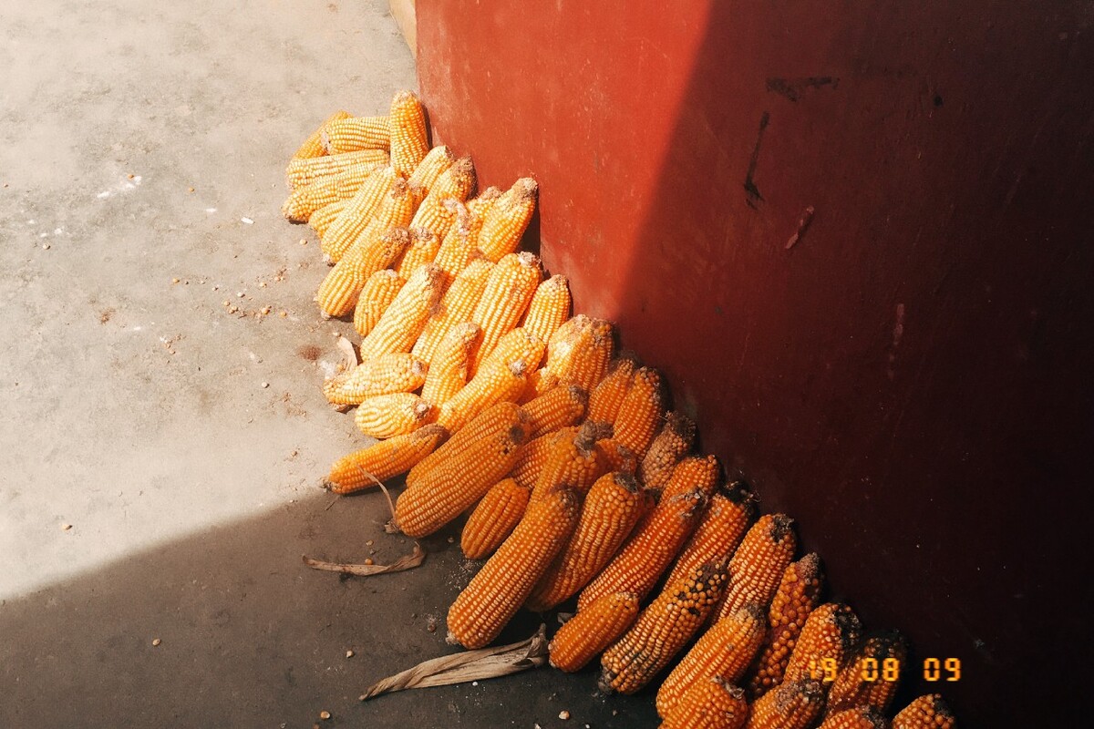糯玉米花机器,玉米好吃吗?关于玉米的种类
