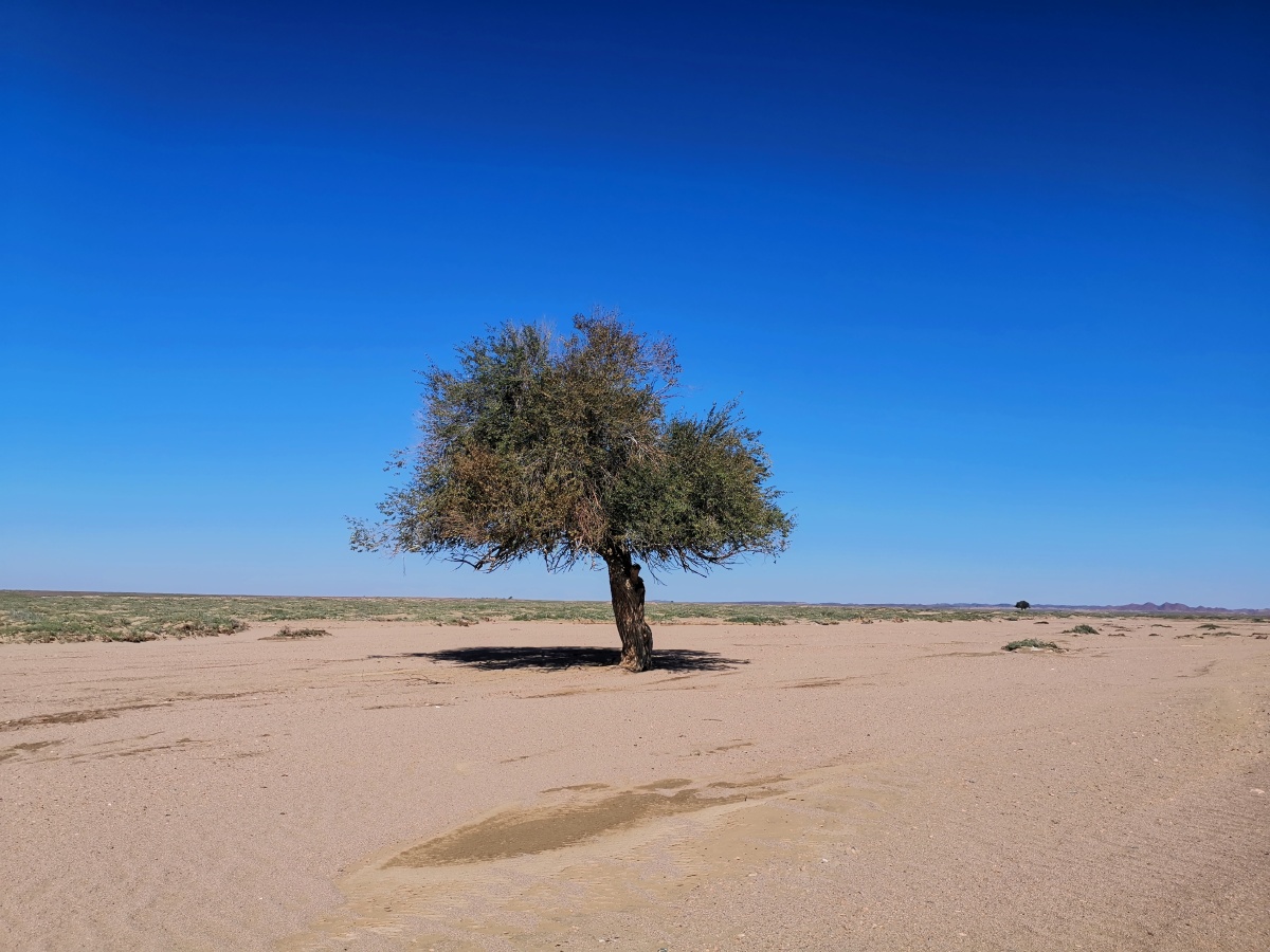 下辈子,要做一颗戈壁滩中的树,为跋涉千里来看我的人撒下一片阴凉.