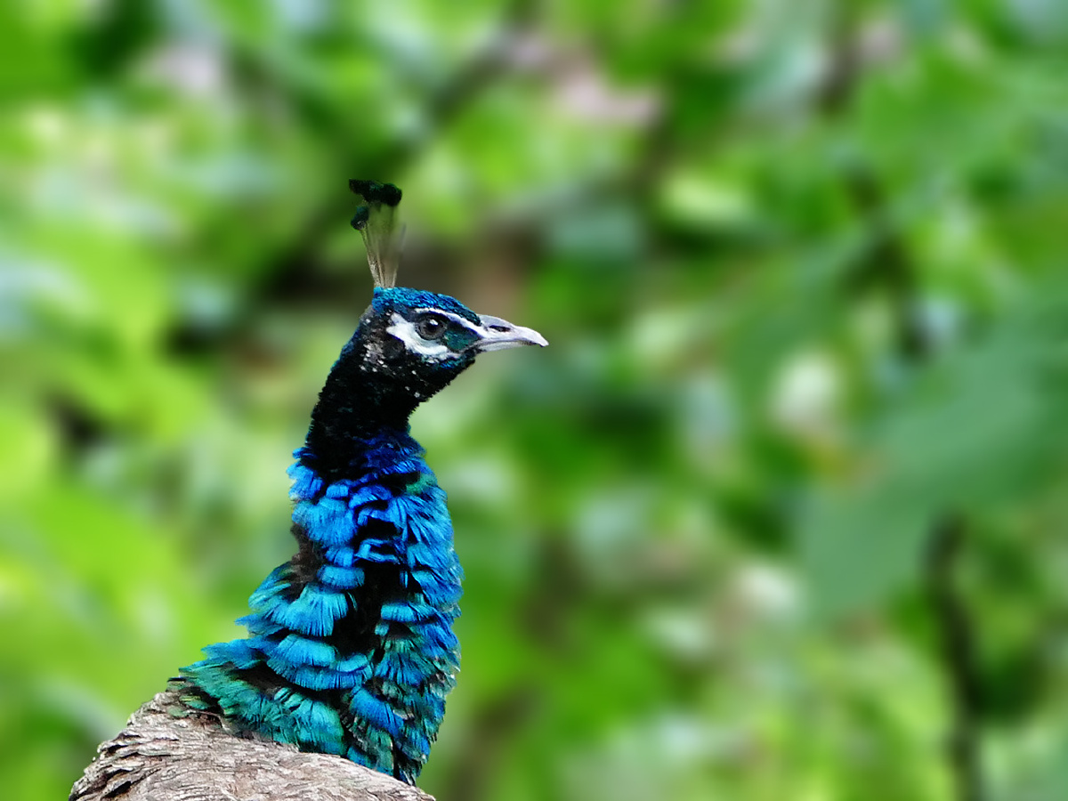 孔雀~一个野外自由活动的神鸟!