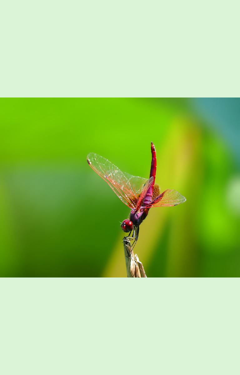 翘尾巴的红蜻蜓