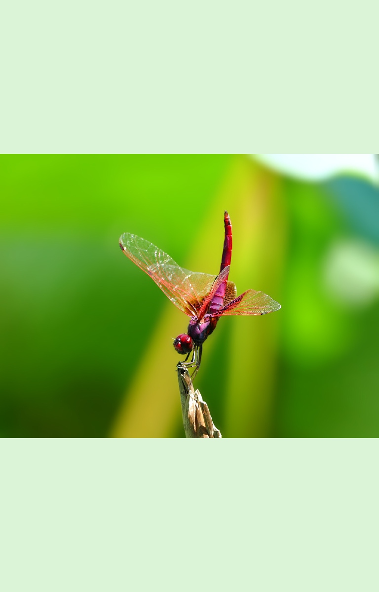 翘尾巴的红蜻蜓