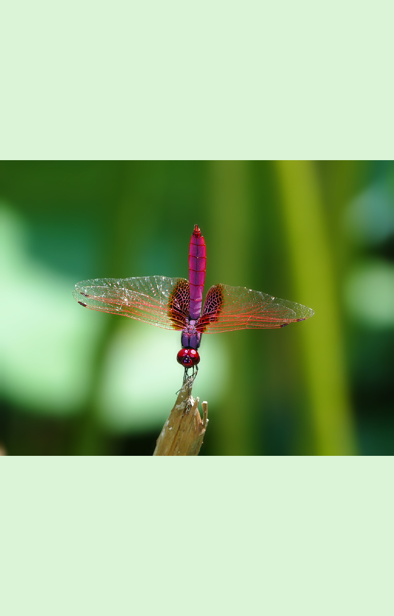 翘尾巴的红蜻蜓