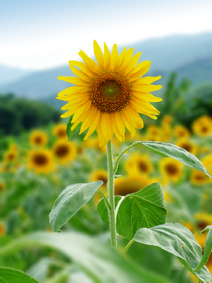 葵花朵朵向太阳
