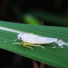 叶蝉幼虫