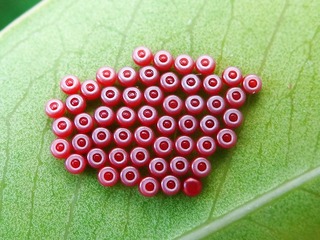 146039