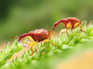 146050