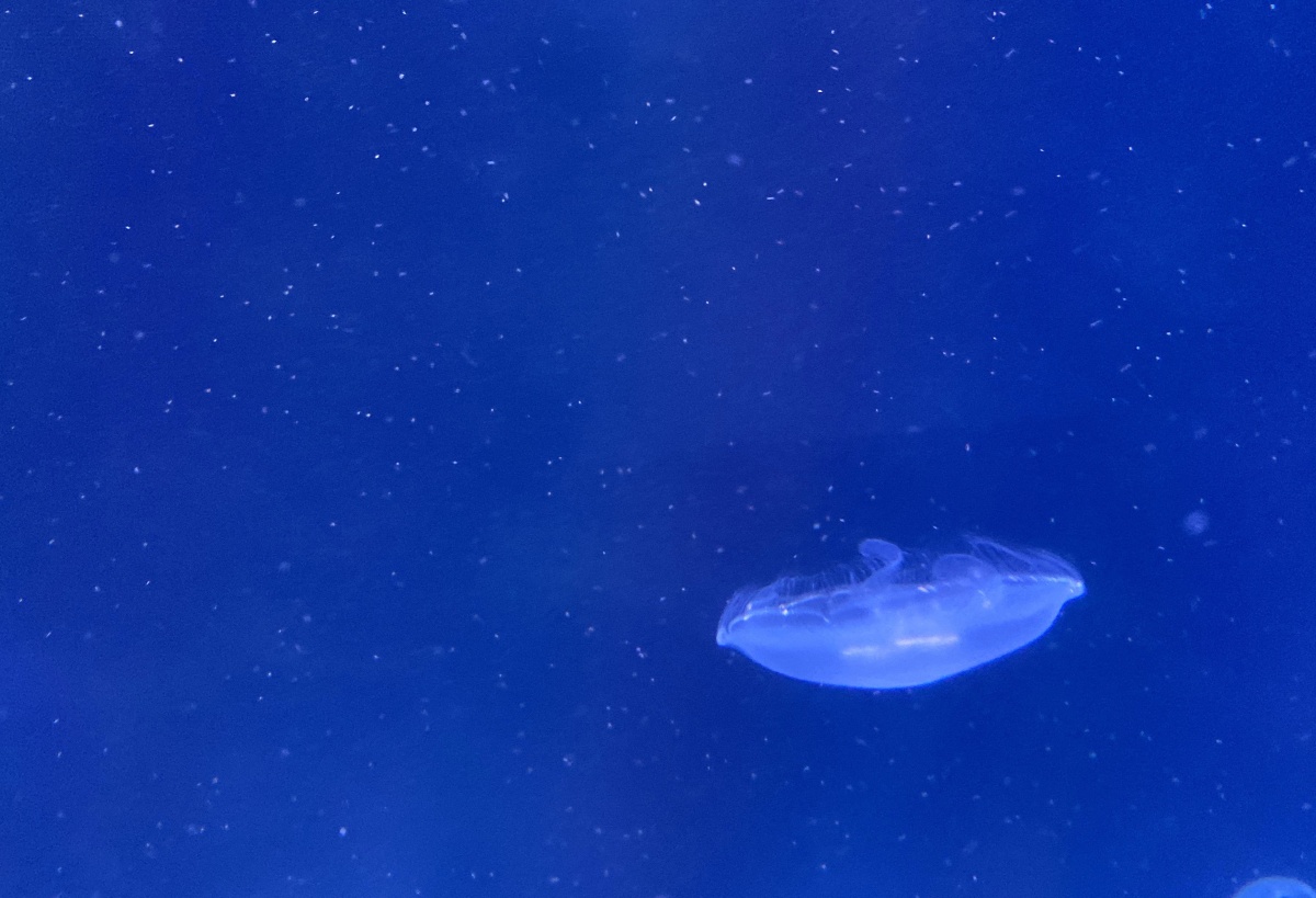 一组水母合集水中精灵摇曳生姿