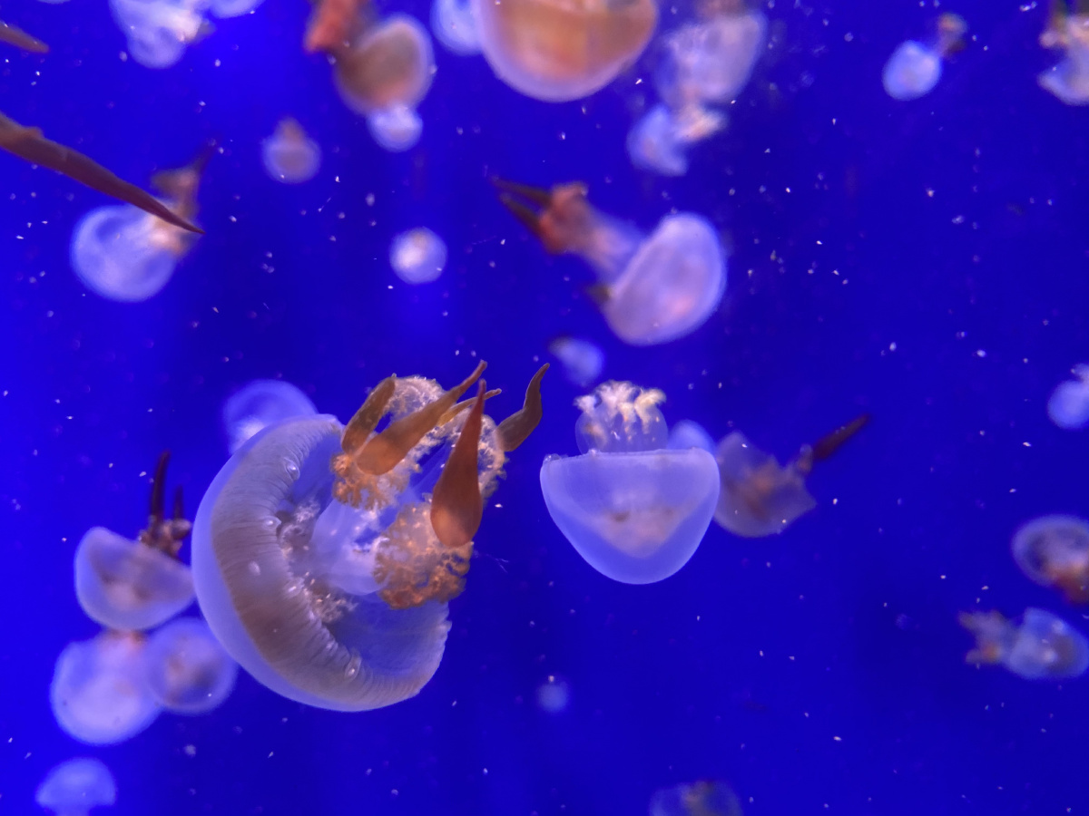 一组水母合集水中精灵摇曳生姿