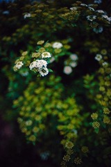 _NHW4233