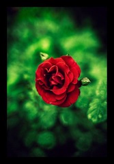 _NHW5970--1-3
