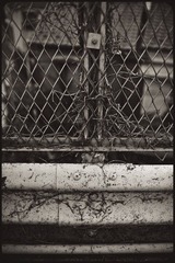 _NHW8295