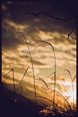 _NHW0392
