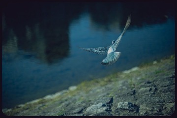 _NHW8066_1