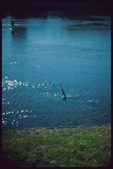 _NHW8038_1
