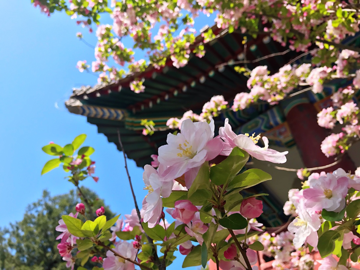 西府海棠与古建筑交相辉映