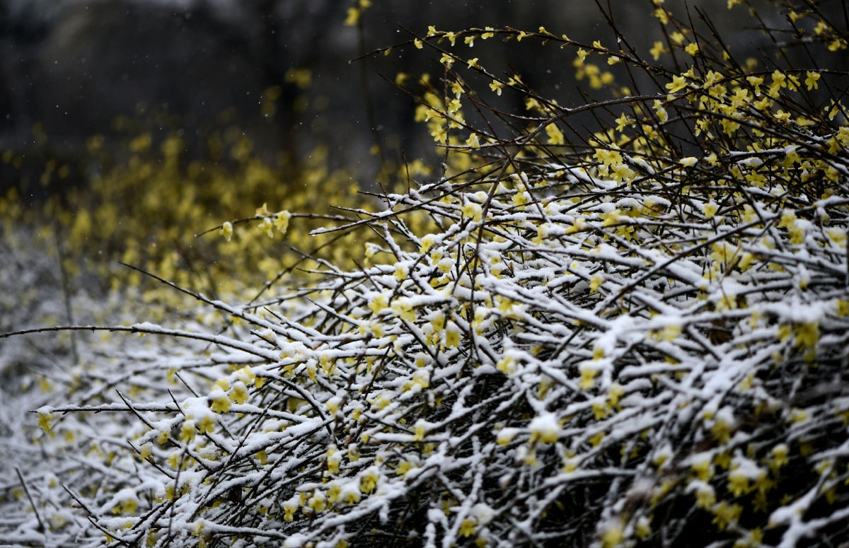 雪后的迎春花 - 山林-木屋 - 图虫