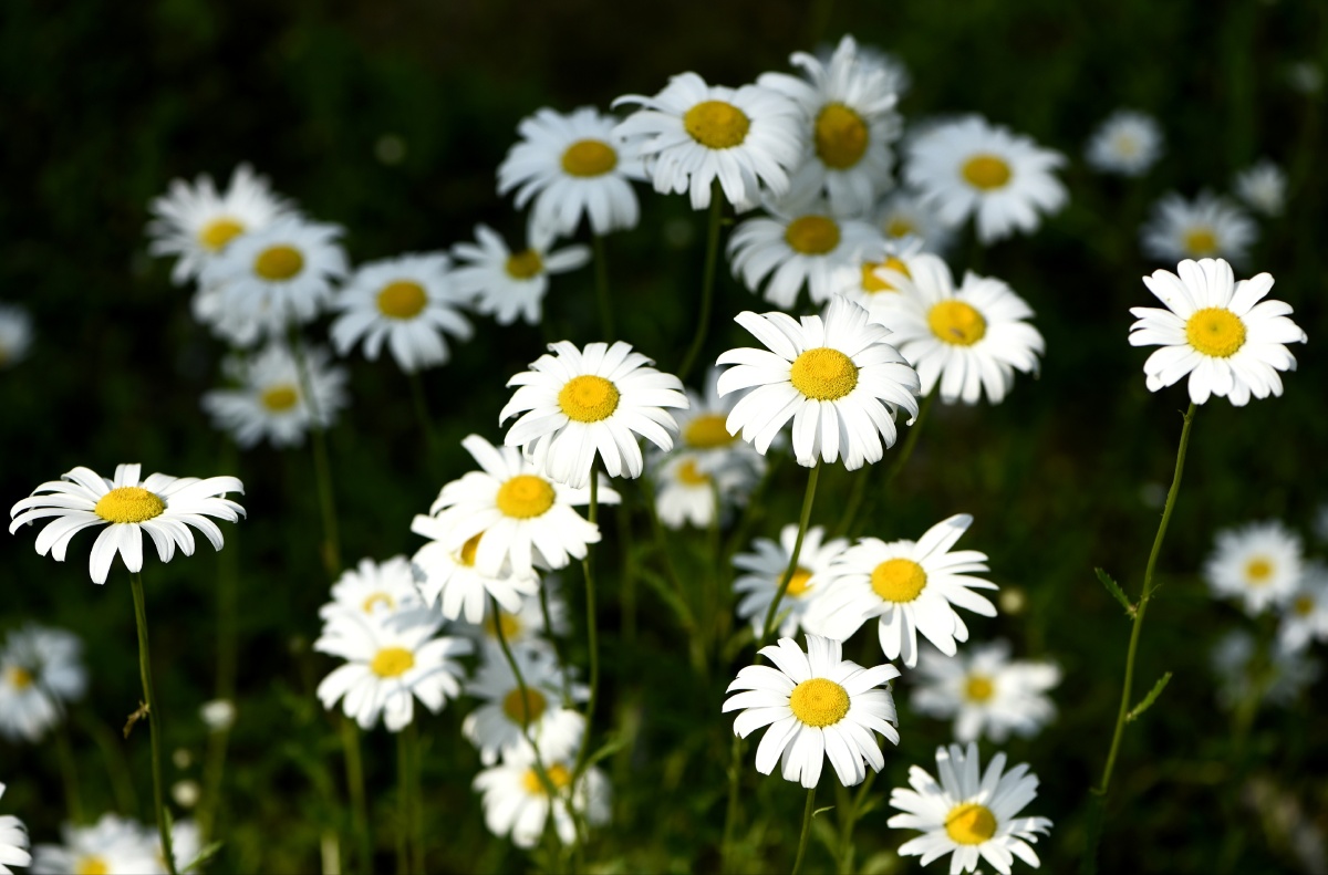 林中成片的大滨菊
