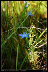 佚名小花