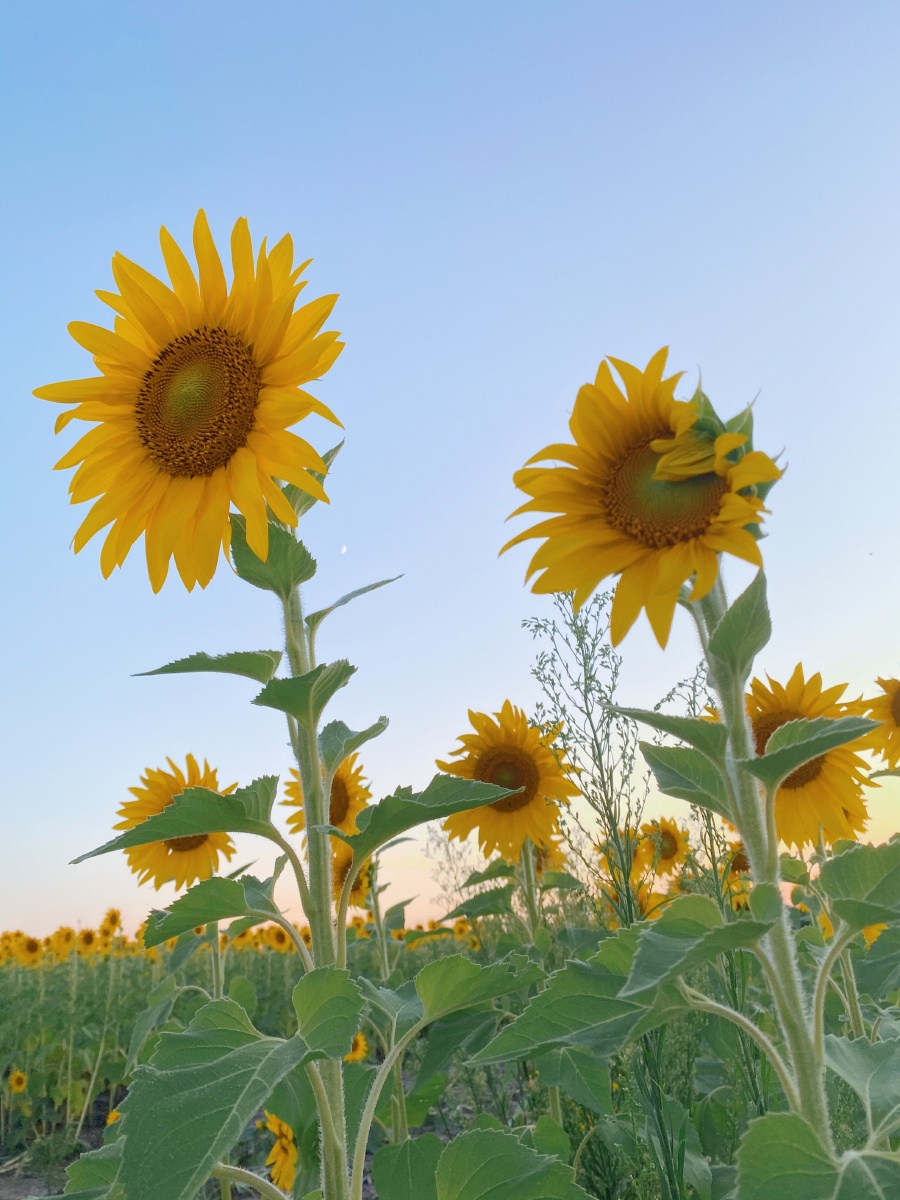 900_1200竖版 竖屏