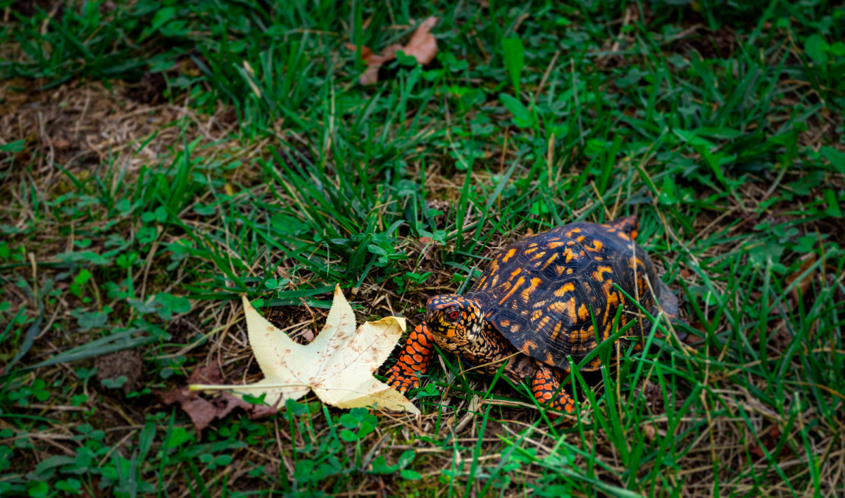 路边的野生乌龟