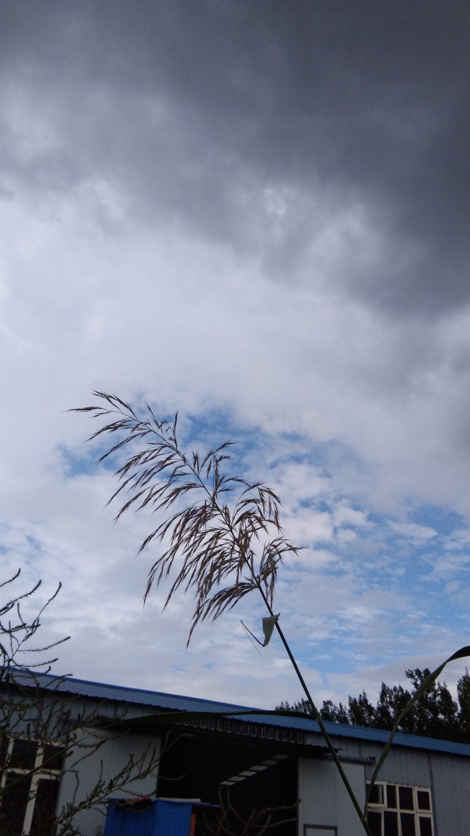 秋- 随风飘落的小叶子