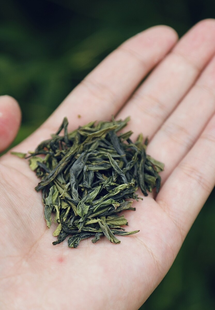 翠绿光亮香气清高六安茶六安茶图片内涵绿茶的图片六安瓜片红芽瓜片