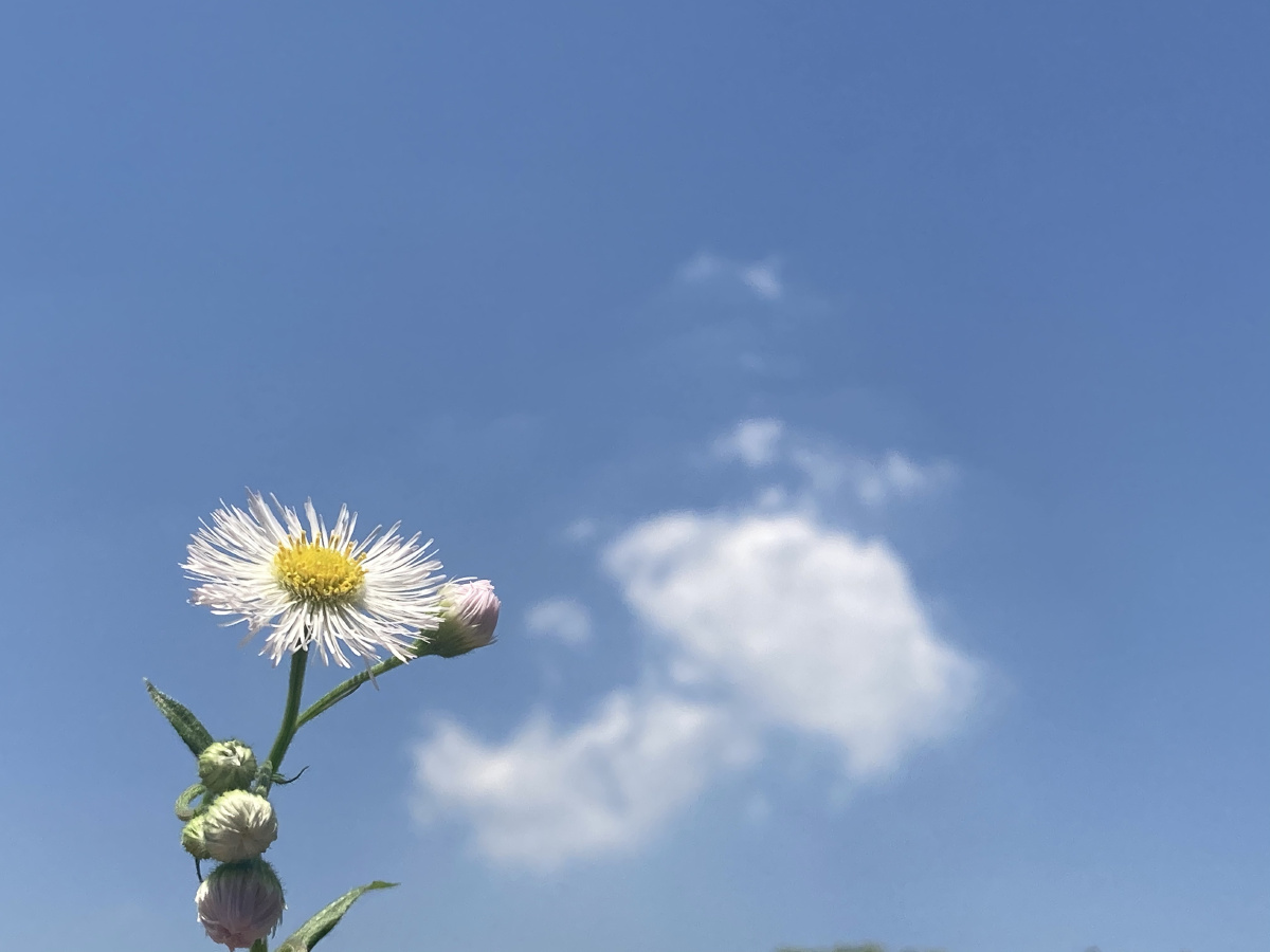蓝天白云与小花