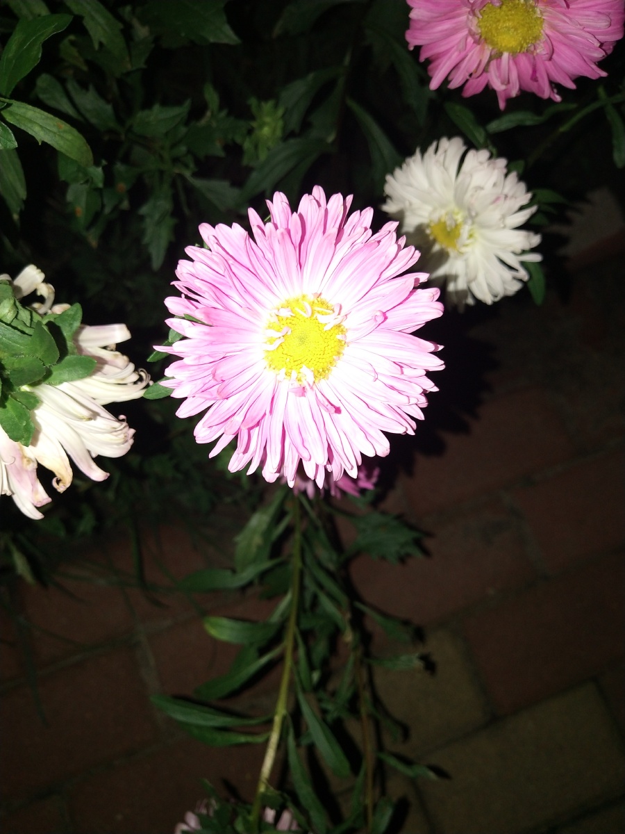 单身久了看到两朵花都感觉眉清目秀的两朵浓情蜜意的小发发