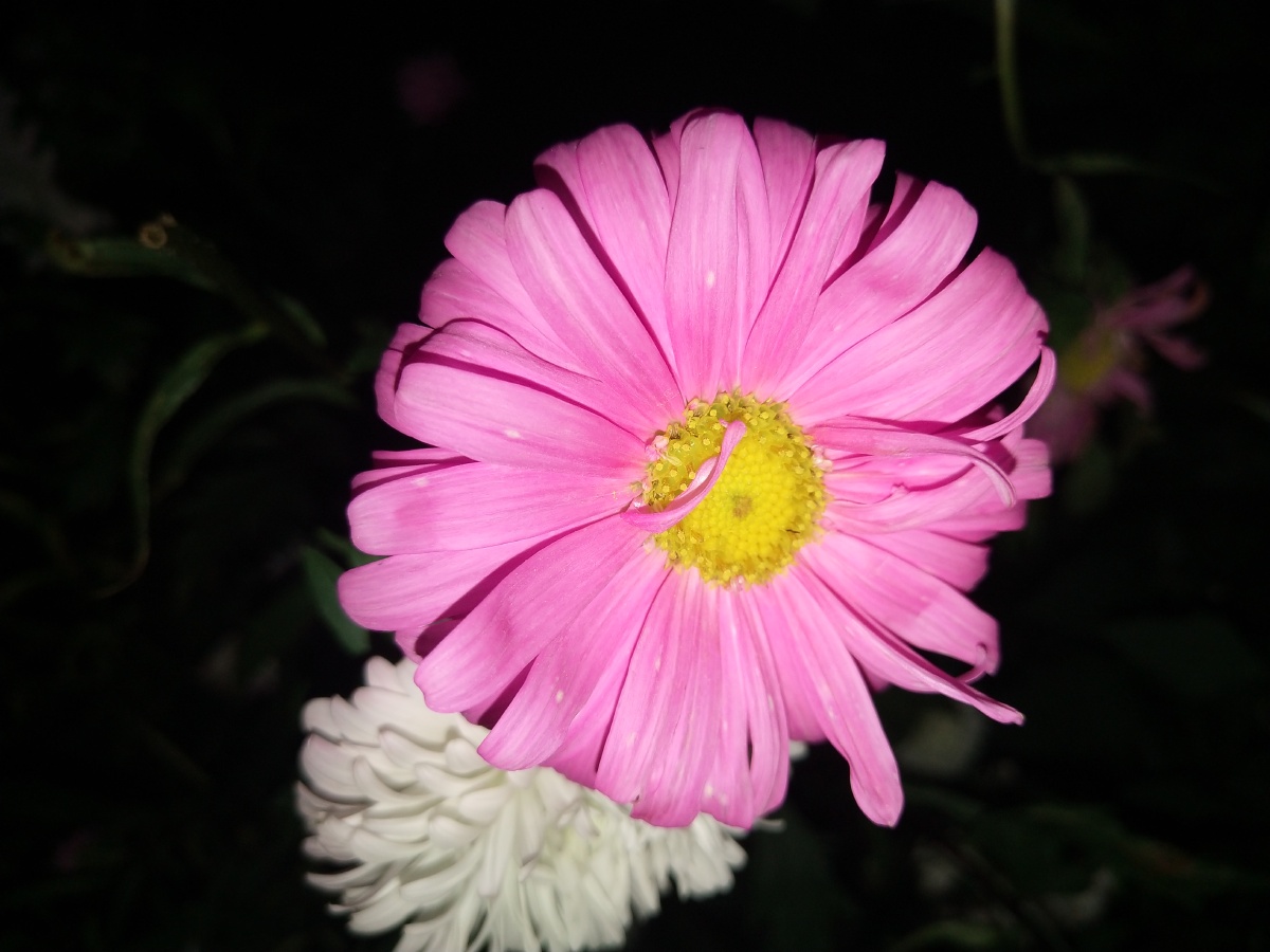 单身久了看到两朵花都感觉眉清目秀的两朵浓情蜜意的小发发