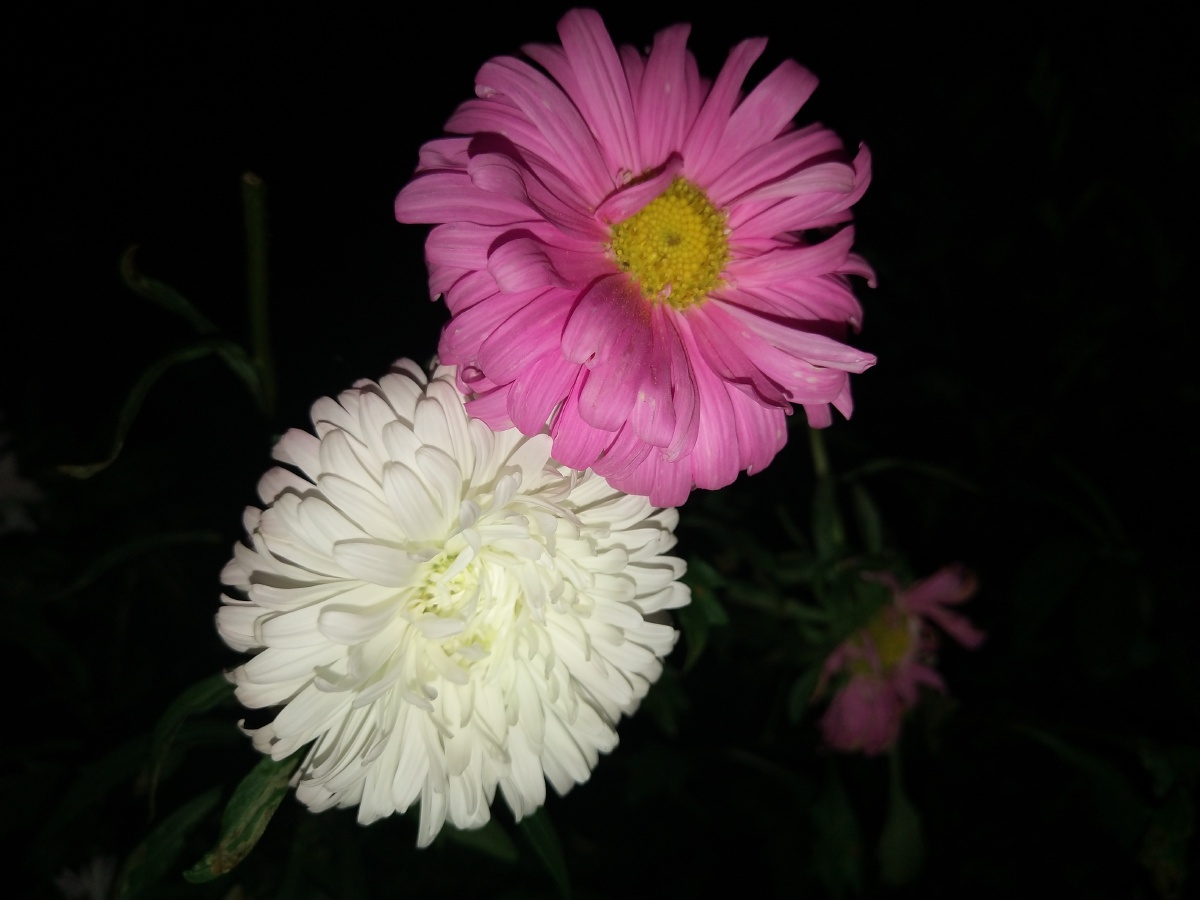 单身久了看到两朵花都感觉眉清目秀的两朵浓情蜜意的小发发