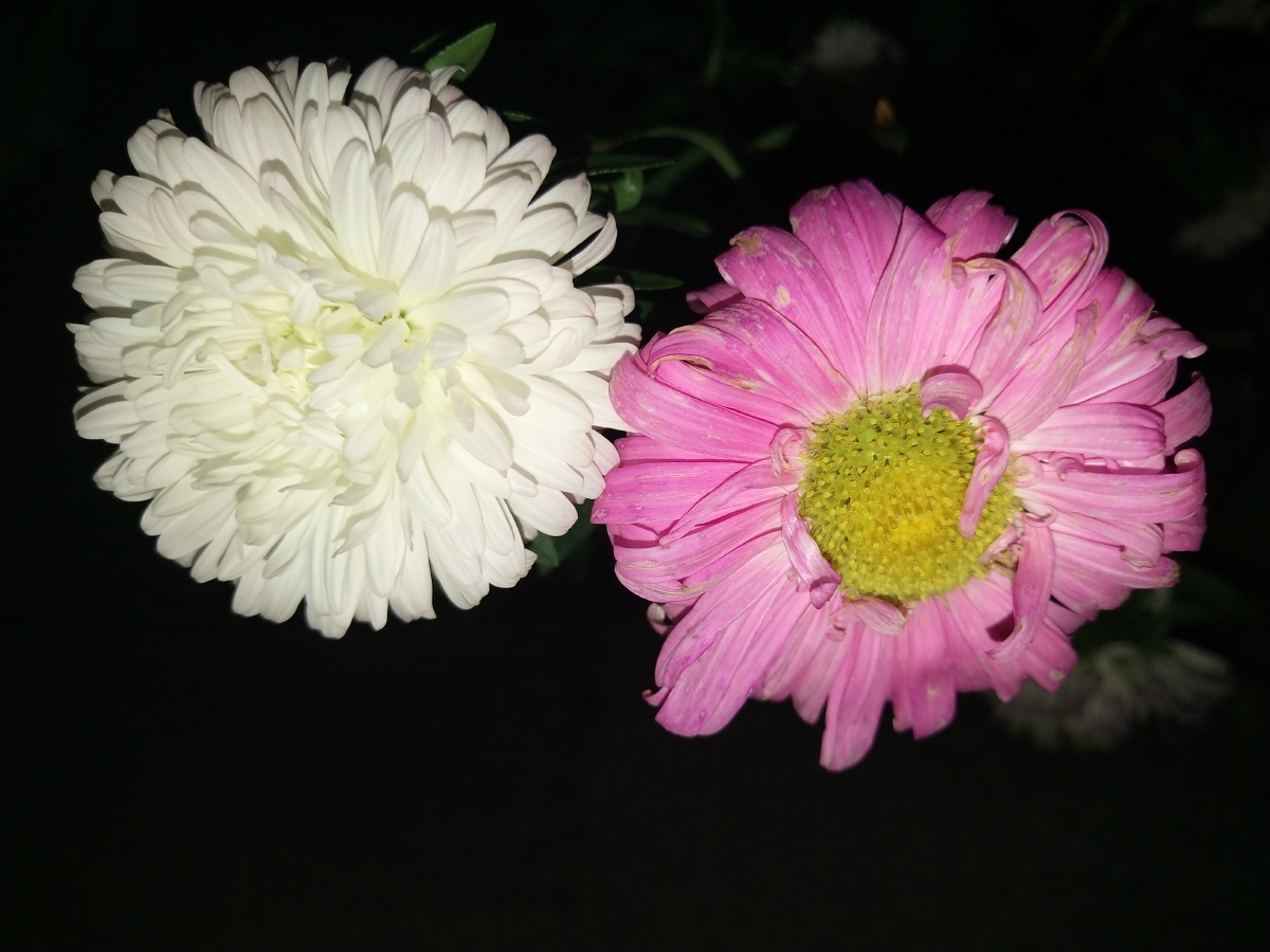 单身久了看到两朵花都感觉眉清目秀的两朵浓情蜜意的小发发