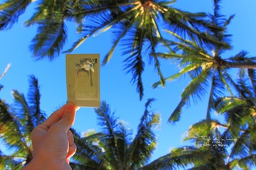 夏威夷之旅