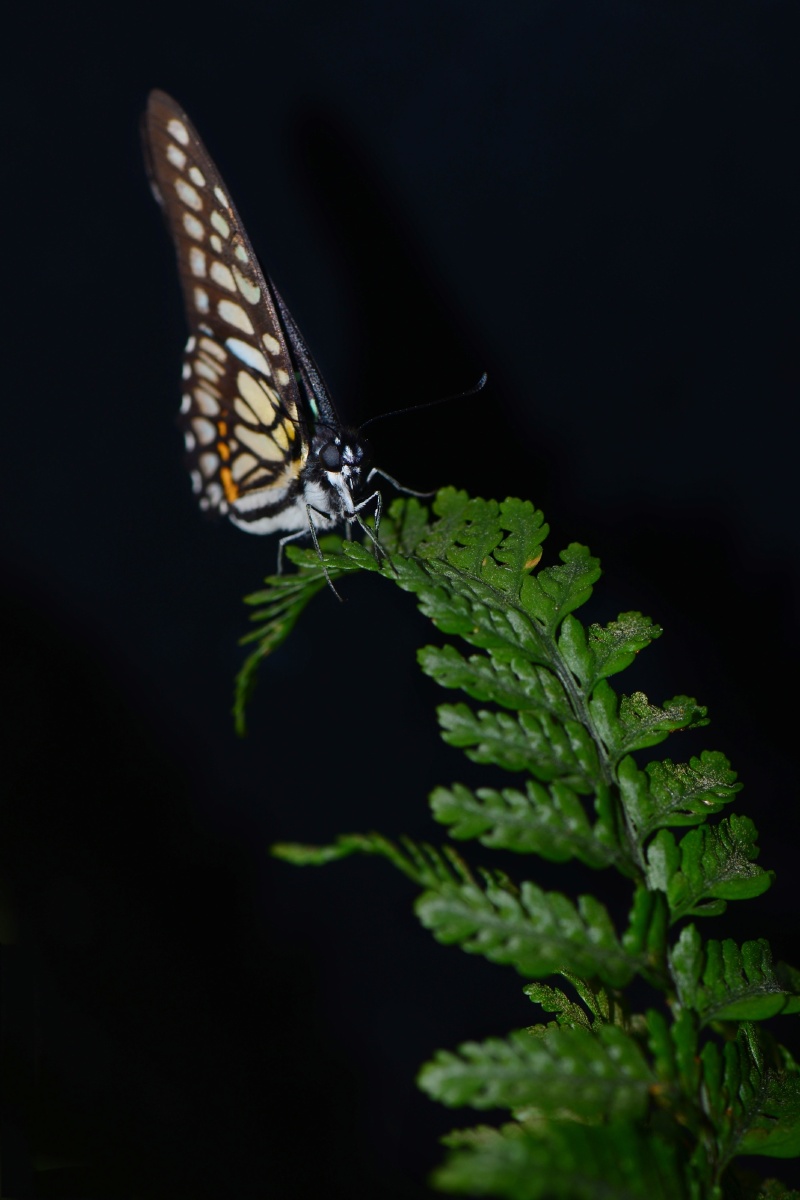 碎斑青凤蝶 - 寒江渔翁x - 图虫