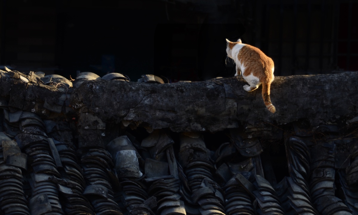 屋顶上的猫