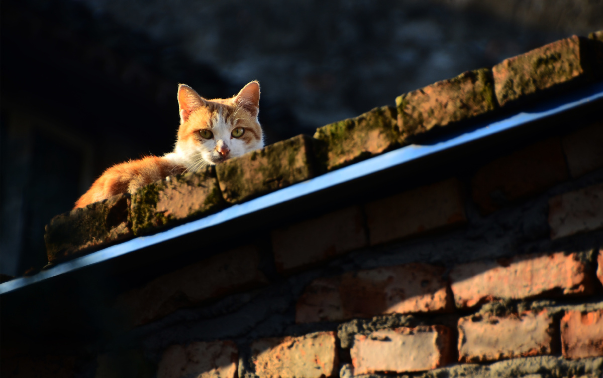 屋顶上的猫