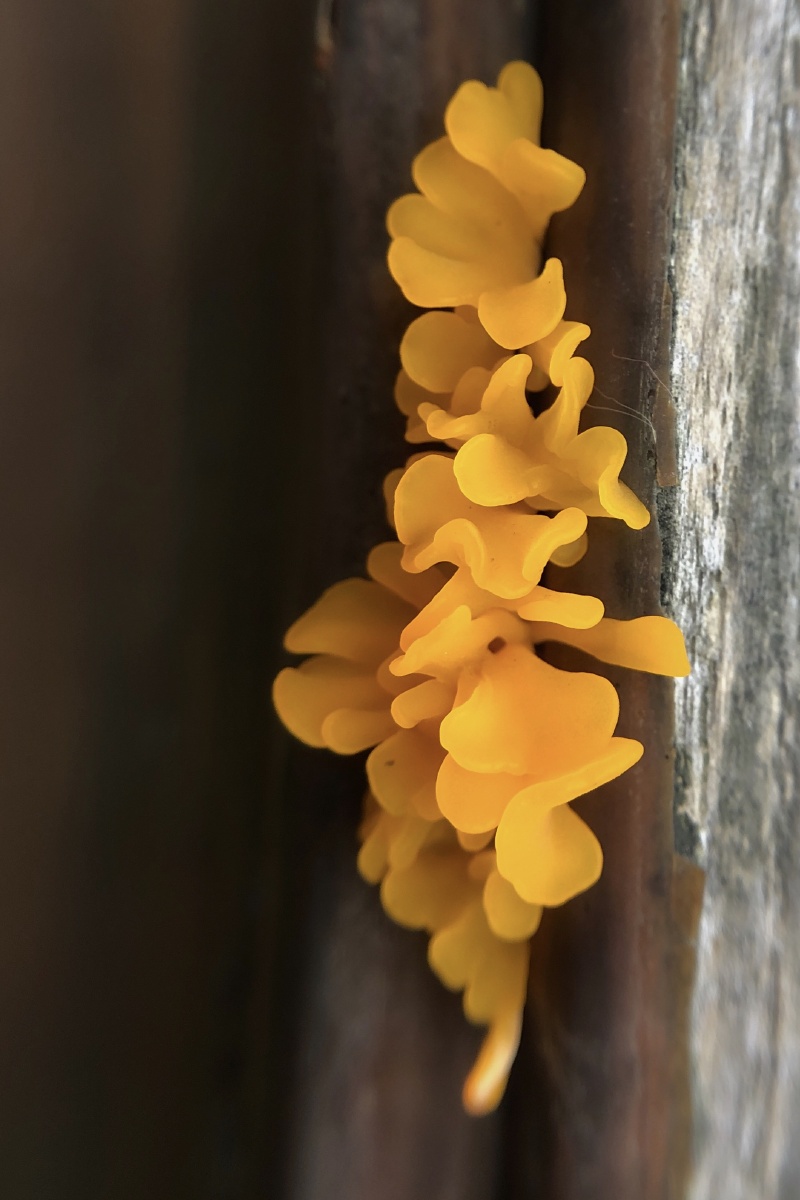 桂花耳 - 寒江渔翁x - 图虫