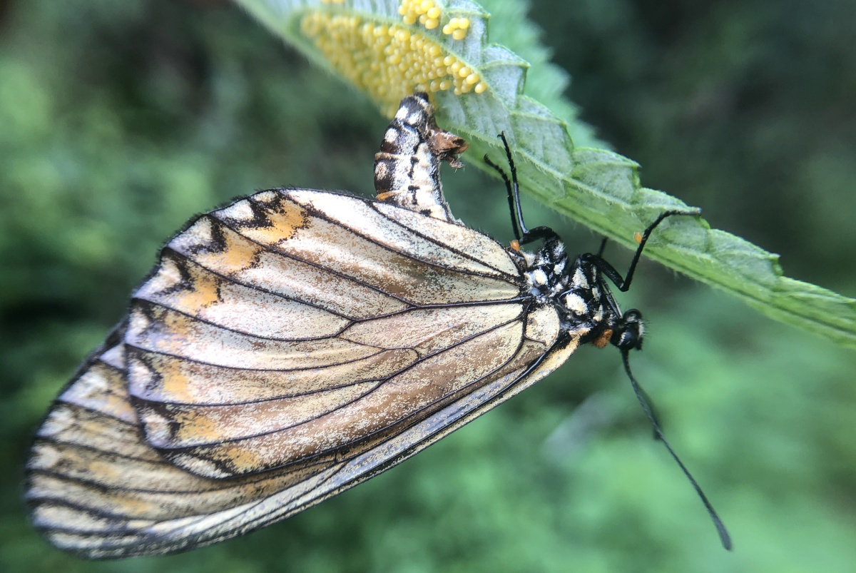 正在产卵的苎麻珍蝶