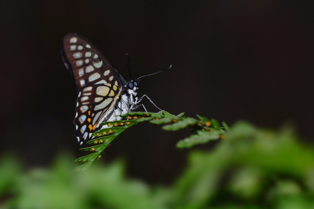 碎斑青凤蝶 - 寒江渔翁x - 图虫