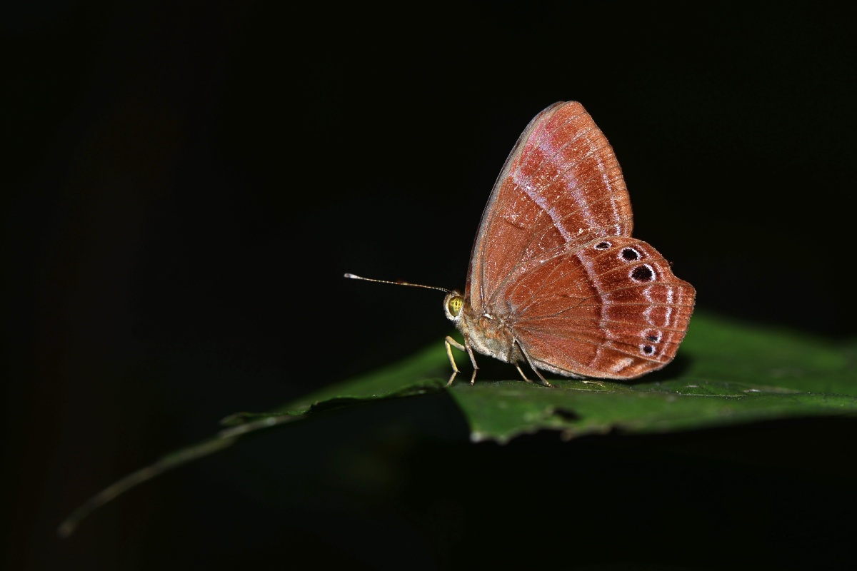 蛇目褐蚬蝶 - 寒江渔翁x - 图虫