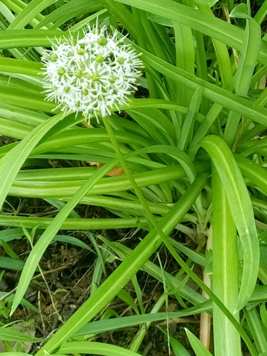 星星点点 - 咕咕居寒 - 图虫