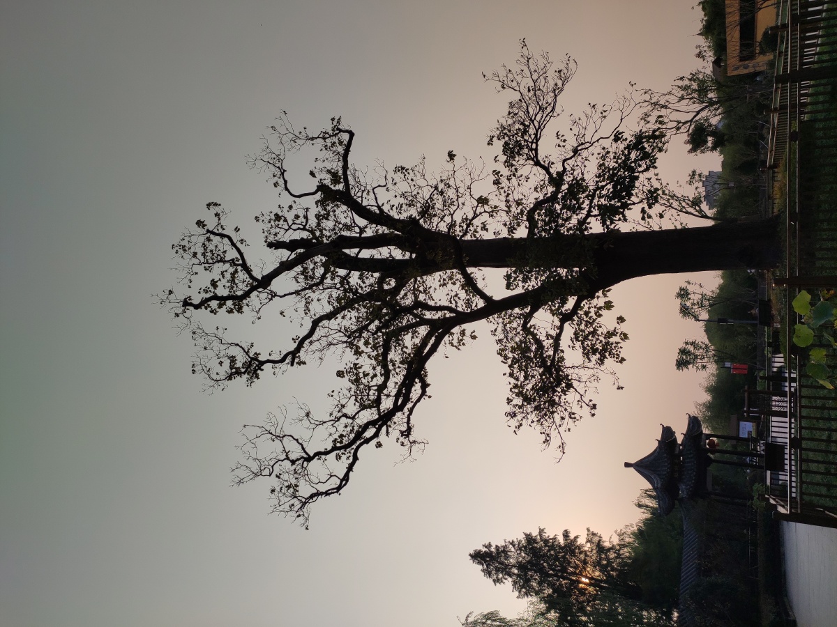 老树剪影 - 摄影师159905130983285