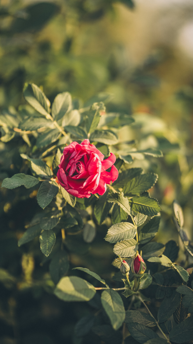 红刺玫瑰壁纸