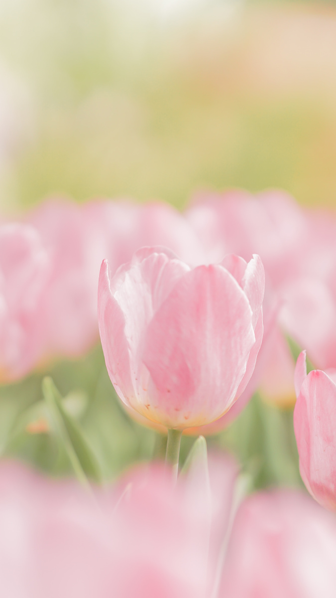 开封天波杨府郑州人民公园郁金香花卉简约壁纸 - 西篝 - 图虫