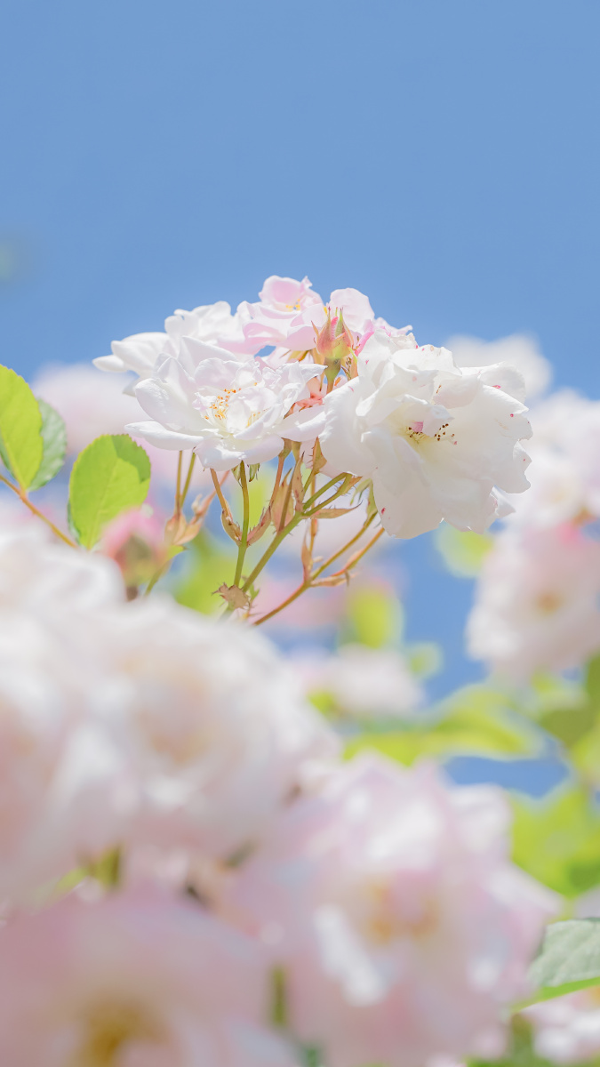 蔷薇春季粉色花朵蜜蜂蓝天平板电脑简约壁纸
