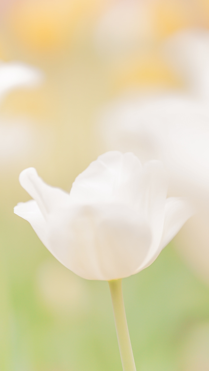 开封天波杨府白色郁金香简约壁纸