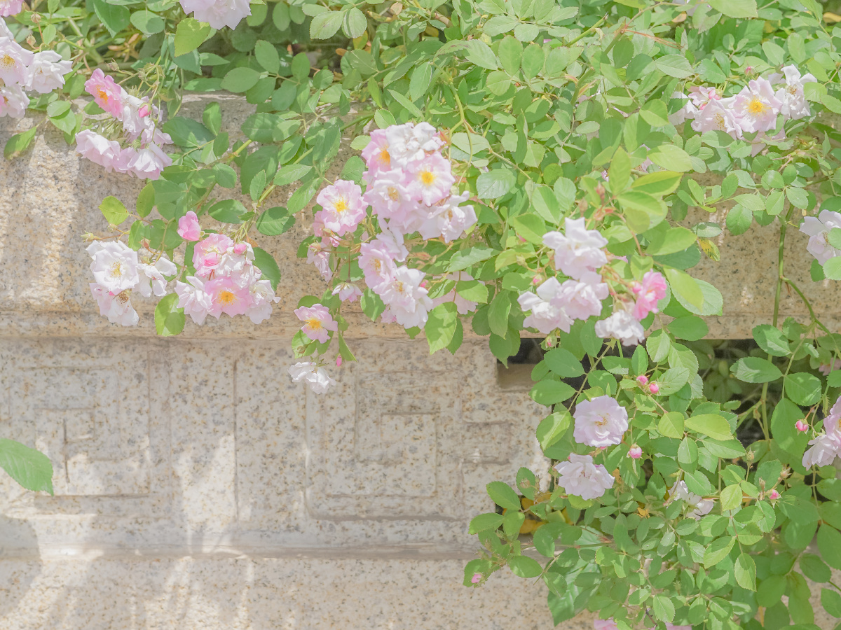蔷薇春季粉色花朵蜜蜂蓝天平板电脑简约壁纸
