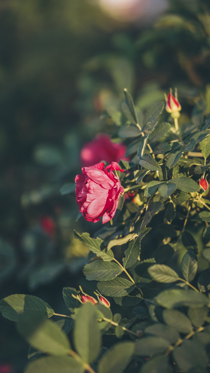 红刺玫瑰壁纸